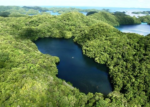 Hàng triệu con sứa biến mất. Tọa lạc trên đảo Eil Malk ở Palau, hồ Sứa là một hồ nước biển kết nối với các đại dương thông qua một mạng lưới các vết nứt và đường hầm. Mỗi ngày có hàng triệu con sứa di chuyển vào trong hồ nhưng trong 2 năm1998 đến năm 2000, không thể tìm thấy bất kỳ một cá thể sứa nào ở đây,  hiện tượng thiên nhiên bí ẩn này khiến các nhà khoa học đau đầu tìm hiểu.